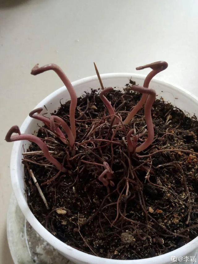 30种适合懒人养的花夏季，蹭蹭疯长、爆盆