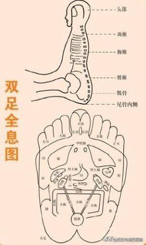 脚部反射区的自我疗法，足部反射区疗法《常用手法》《1》（足部反射区按摩）