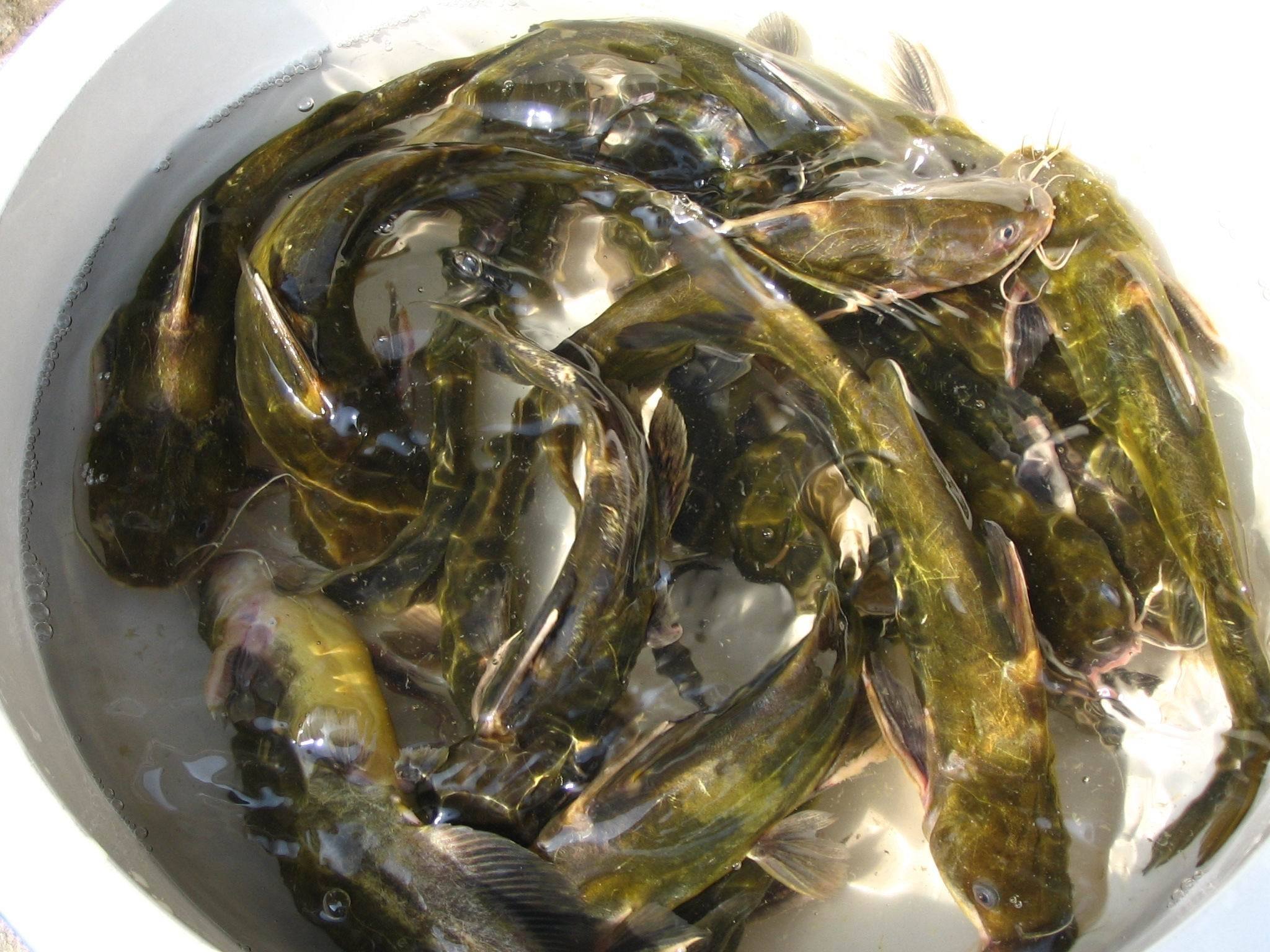 野钓黄颡鱼的技巧,简单实用还省钱