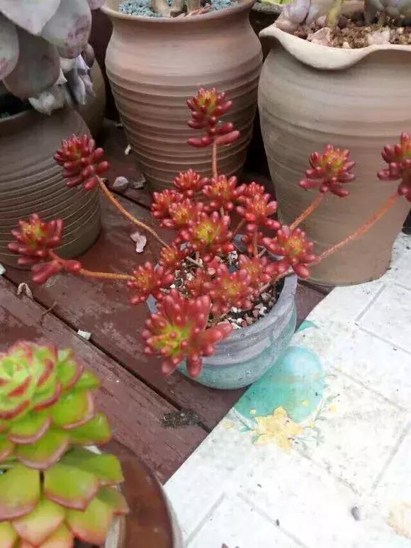 虹之玉怎么换盆,虹之玉换盆需要浇水吗(多肉虹之玉入夏注意3点) 虹之玉怎么换盆,虹之玉换盆需要浇水吗(多肉虹之玉入夏注意3点)