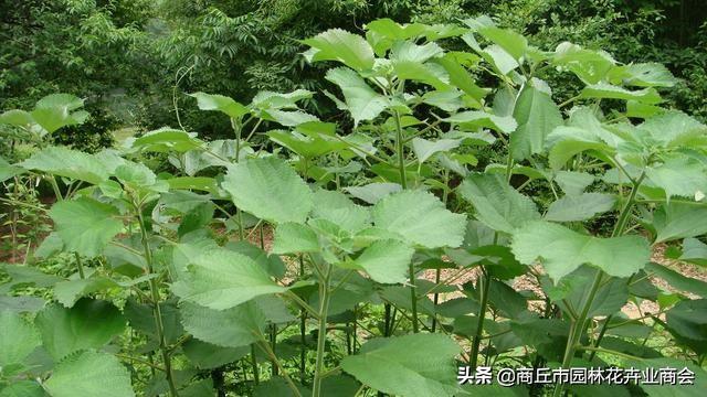 什么叫二年生草本植物，什么叫二年生草本植物图片（你知道草本和木本到底说的是啥吗）
