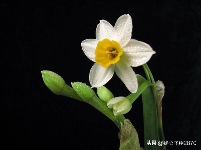 关于水仙花的诗句，水仙花的诗句（欣赏一组赞咏水仙花的诗句）