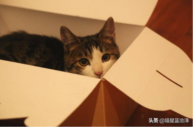 第一次养猫要注意什么，第一次养猫需要注意什么（做到