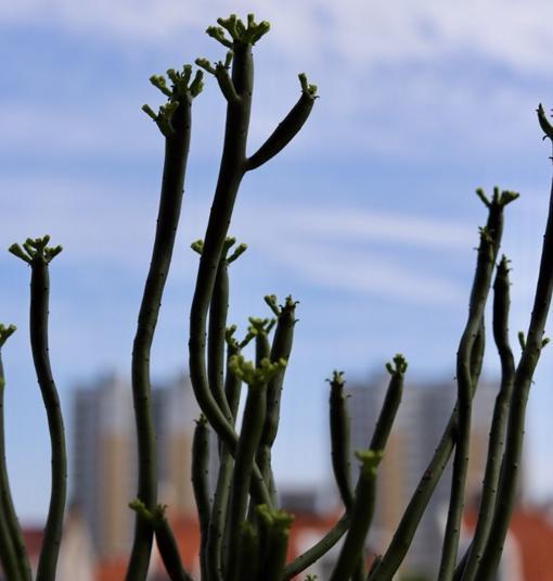 光棍树的养殖方法，光棍树的养殖方法和注意事项分别为哪些（注意“这几点”）