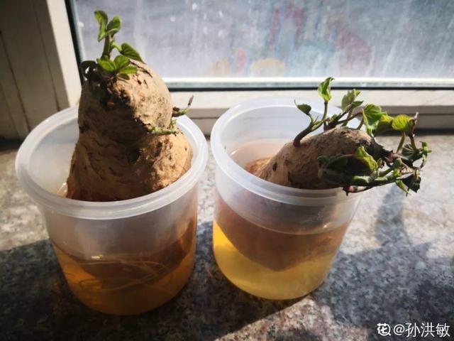 平菇种植最简单方法，平菇种植最简单的方法（喷喷水就能长）