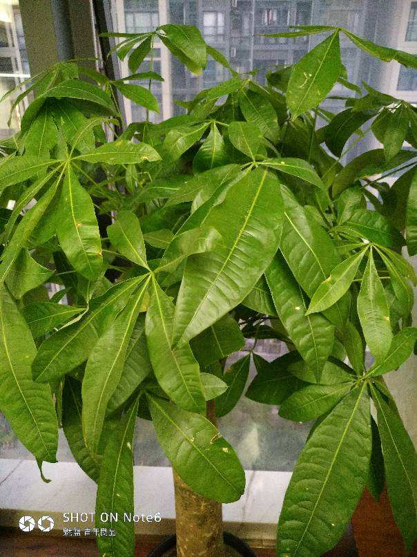 十二星座生辰花及花语，生辰花的花语（来看看你是哪个）