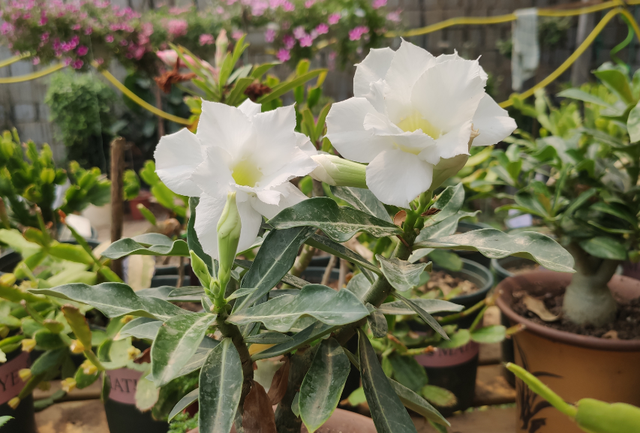 沙漠玫瑰怎么养，沙漠玫瑰的养殖方法多久能开花（真正会养的只需做5点）