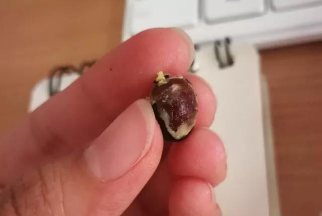苹婆与假苹婆的区别，真苹婆与假苹婆的图片（街头挂满的正红大果就是本尊）