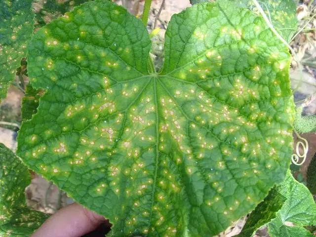 夏黄瓜靶斑病喷什么药特效，治疗黄瓜靶斑病的特效药（纯生物杀菌剂统统搞定）