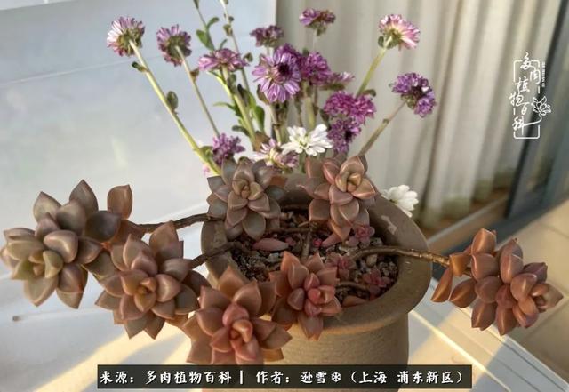 多肉植物图片，感恩相遇，余生相互关照（若绿多肉植物图片）