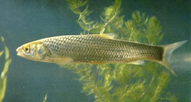 淡水观赏鱼种类，淡水观赏鱼的种类大全！（中国淡水观赏鱼图集<一>）