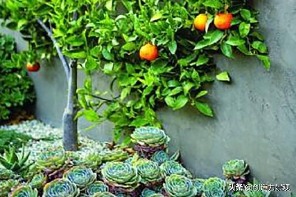 别墅庭院最佳树木，富人的别墅庭院一般栽种什么植物