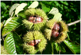 湖南有哪些特色水果，湖南人最全山里野果子