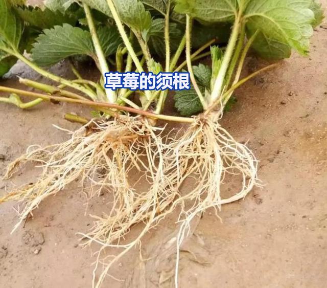直根系和须根系植物,直根系和须根系植物图片(神奇的植物 植物的根