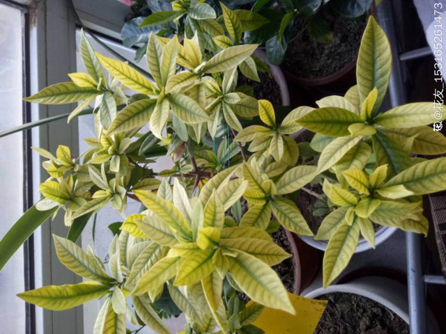 栀子花叶子发黄是什么原因，栀子花叶子发黄的原因是什么（栀子花叶子发黄）