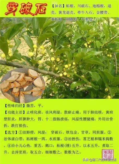 常见中草药图谱，中草药经典图谱（让你知道常用药都长啥样）