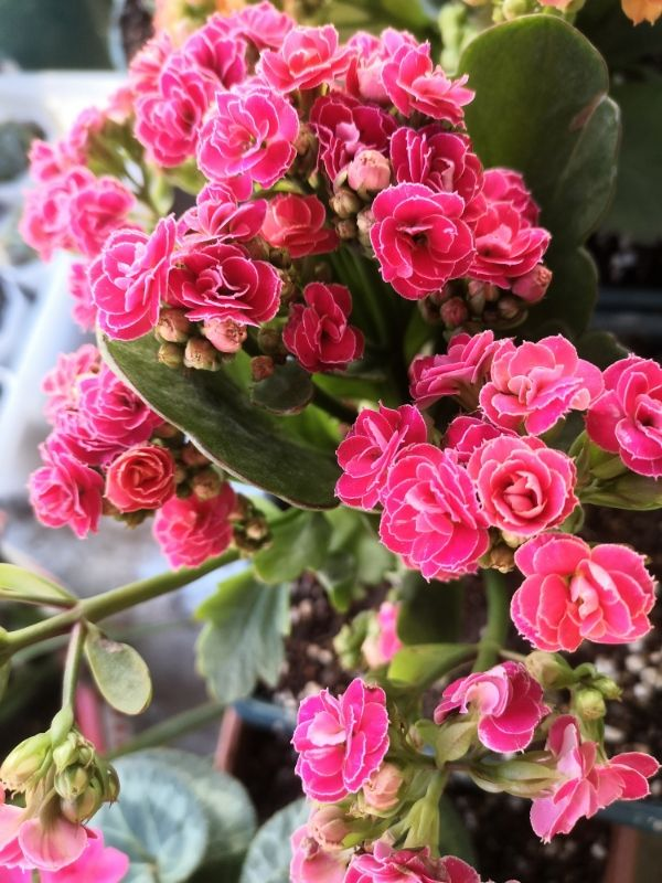 冬天开的花有哪些，冬天开的花有哪些20种...（1种花是冬季“爆品”）