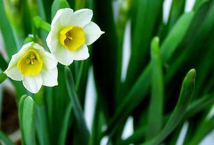 天堂鸟花语，天堂鸟花图片（你知道大自然中这些花的花语吗）