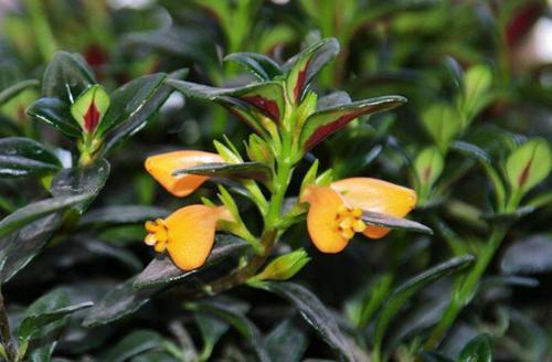 金鱼花的养殖方法和注意事项，金鱼花的养殖方法与注意事项（金鱼花的养殖方法及注意事项）