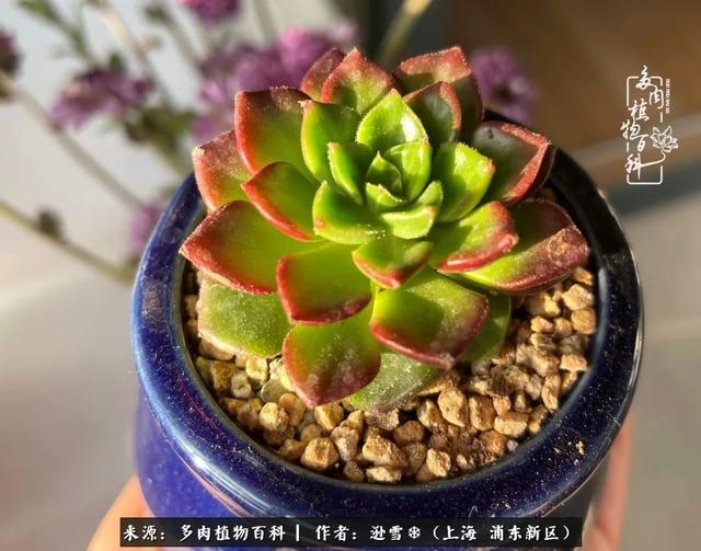 多肉植物图片，感恩相遇，余生相互关照（若绿多肉植物图片）