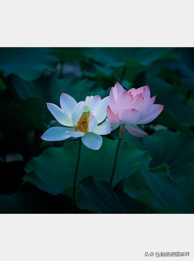 荷花图片，荷花图片大全真实照片（分享18张实拍荷花照）