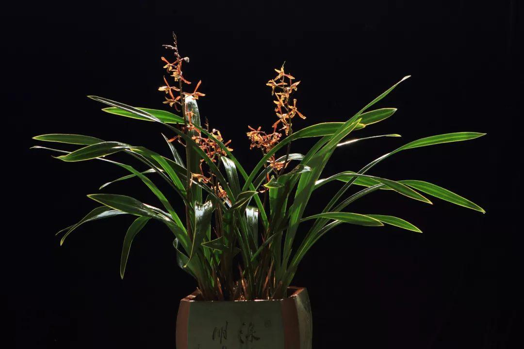 兰花什么时候开花，兰花开花时间（兰花最全养护要点）