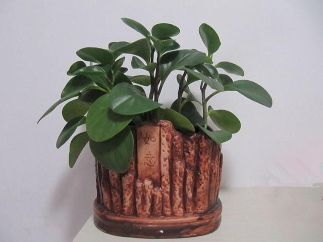 看着别人养的豆瓣绿已经长成了老桩,自家的豆瓣绿一点都不精神