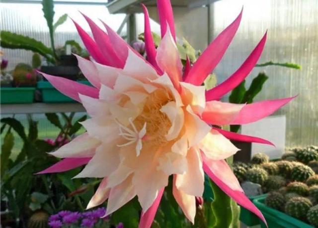 荷花的外貌特征，荷花的外貌特征怎么写（这花平时丑的没人看）