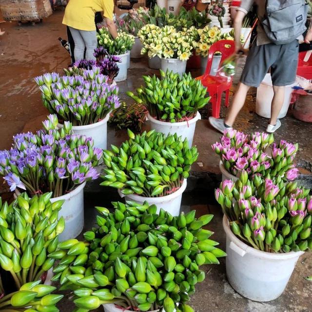 荷花最好看的品种是什么，这花最好看、最好养