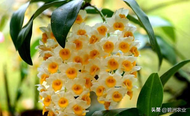 球花石斛的功效与作用及食用方法，球花石斛花的功效与作用有哪些（为您讲解球花石斛的栽培的小妙招）