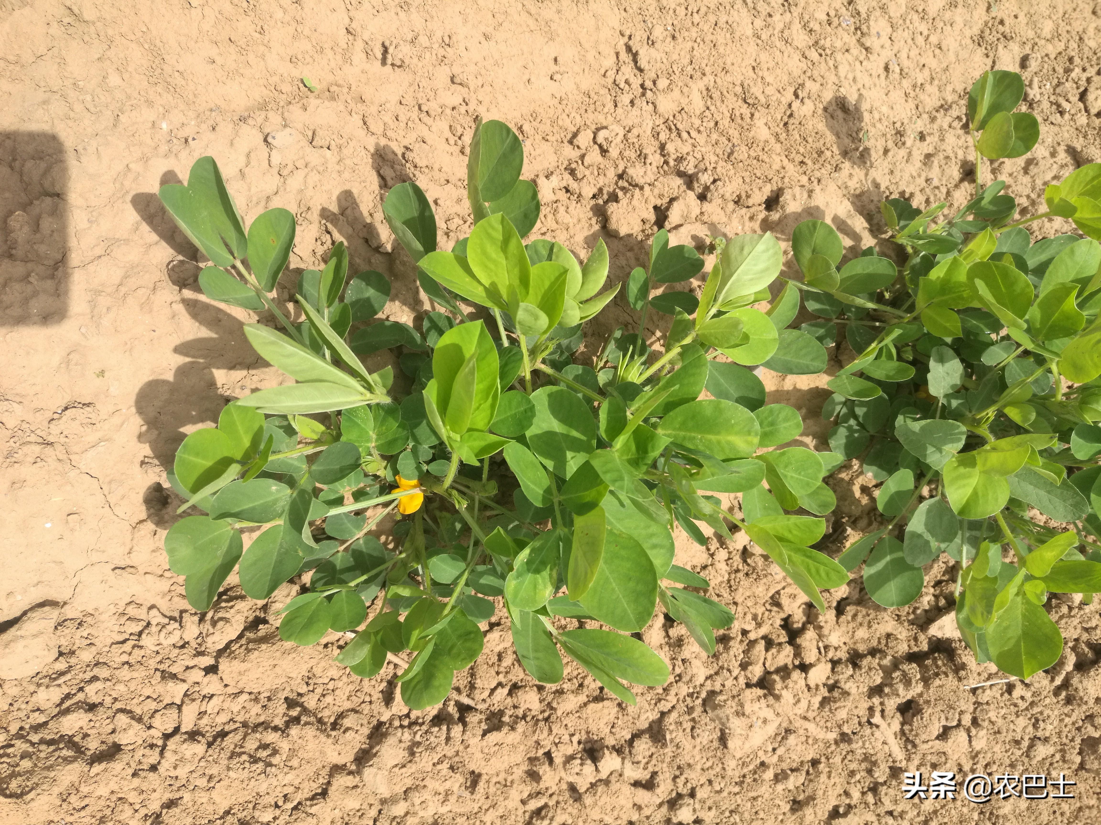花生的生长过程观察日记,小学生记录自己种花生的生长过程
