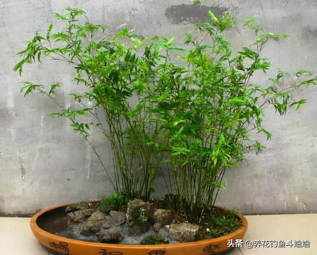 盆栽竹子竹子有哪些品种，室内栽竹子的品种有哪些（这“三种竹”适合家庭养护）