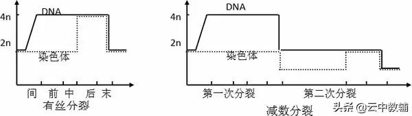 姐妹染色单体和染色单体的区别，染色体与染色单体区别图解（减数分裂与有丝分裂的比较）