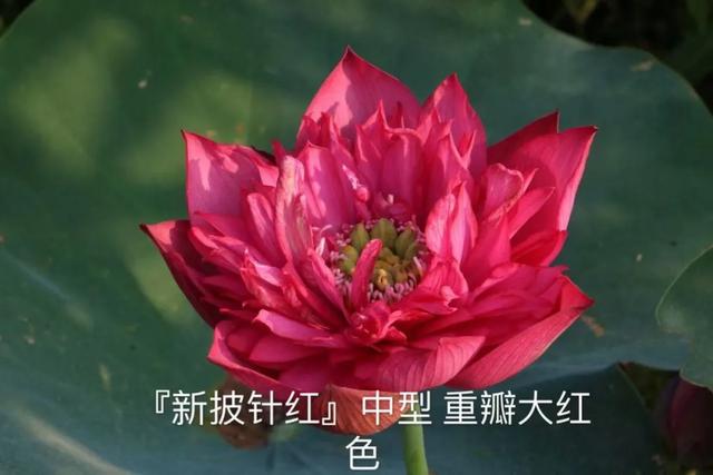 海尔芙拉的花期，海尔芙拉花苞（最能代表夏天的植物——碗莲、睡莲）