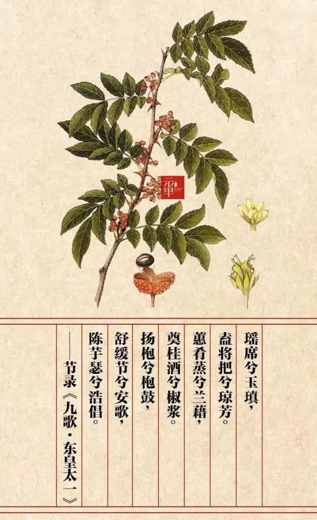 木兰科的常见地被植物有哪些，常绿木兰科植物有哪些（收藏起来留给孩子慢慢看）