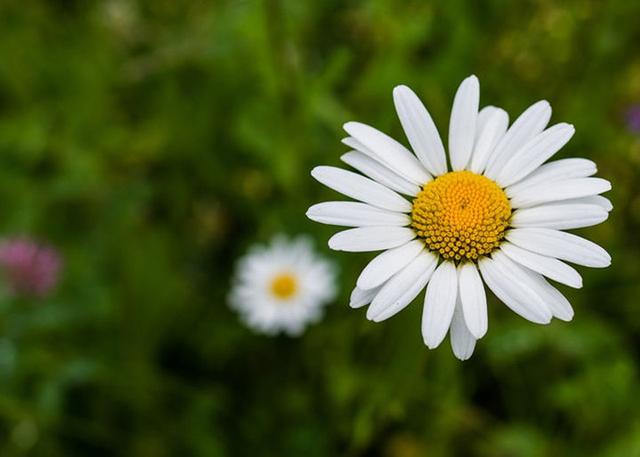洋甘菊的花语和寓意，洋甘菊的花语和寓意是什么（堪称“苦难中的力量”）