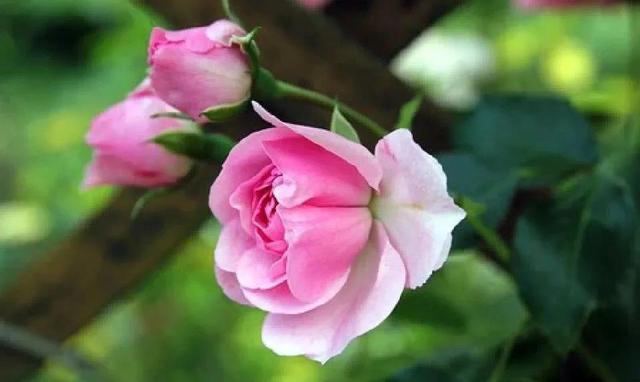 诚信赢天下是什么意思，诚信赢天下的句子经典语录（诚信赢天下）