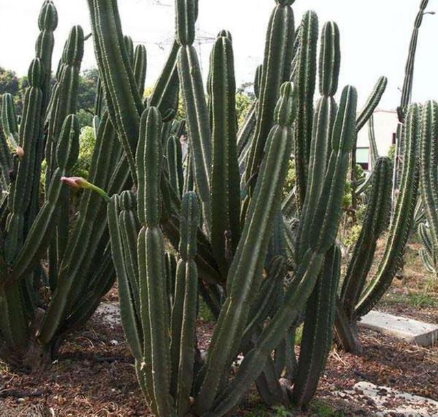 霸王鞭植物怎么养，霸王鞭植物怎么养好（掌握几个技巧）
