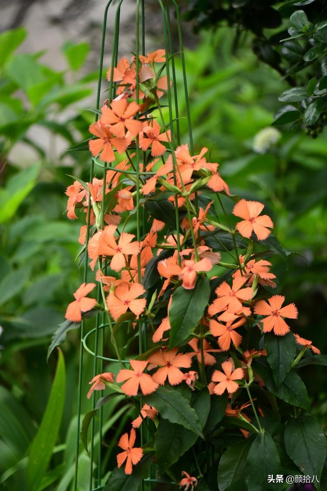 百合几月份开花，百合花什么时候开花（盛开在初夏的橙色花园）