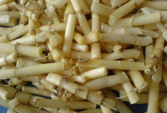 【第一种】嫩芦苇根,也有叫做芦苇芯