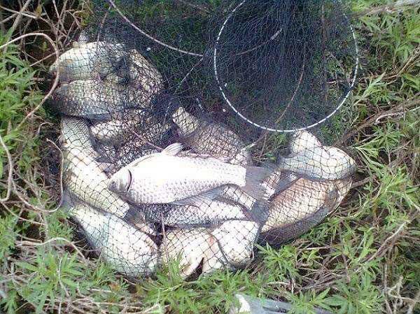 7种常见的鲫鱼品种，最好的鲫鱼是什么品种（这种头短体肥的白鲫）