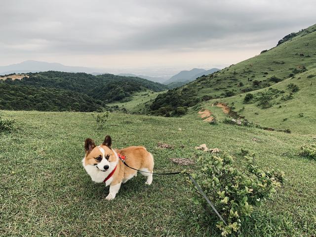 大姆山原生态草原开放了吗，福州辖区内面积最大又鲜为人知的高山草原