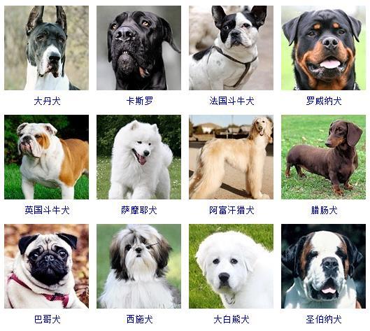 72种名犬图片及名字，72种名犬小型犬（宠物狗品种图片大全）