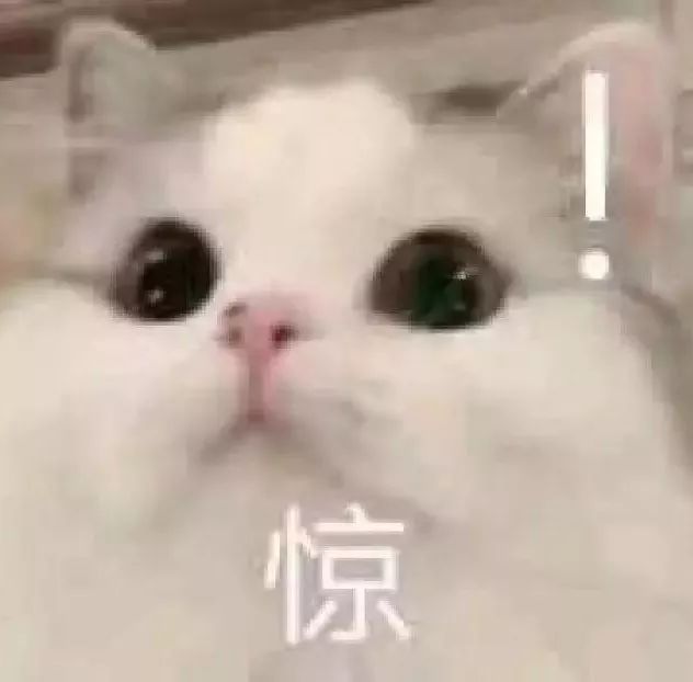 小猫能听懂多少话 小猫咪到底能听懂人说话吗