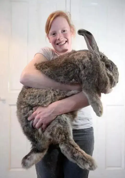 巨型安哥拉兔的八大生活习性，安哥拉兔是最大的兔子吗（你见过最大的兔子有多大）