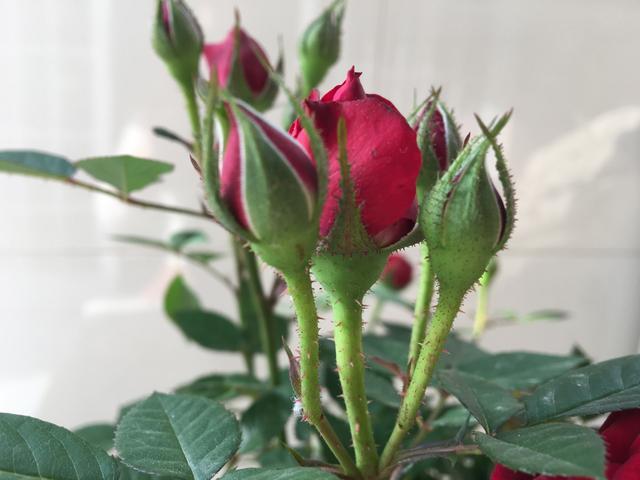 月季多头开花的方法，为什么月季只有1个花苞
