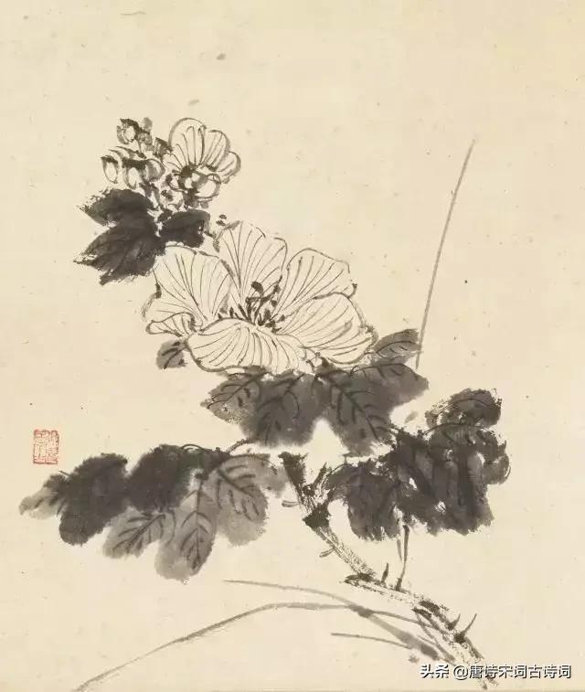 时光如梭是什么意思，岁月荏苒时光如梭是什么意思（芙蓉花，醉了秋天）