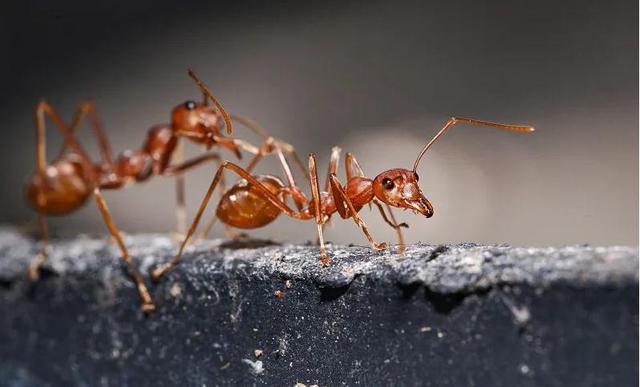中国蚂蚁的种类有哪些，蚂蚁的种类什么我国就有600余种（而且动不动打群架）