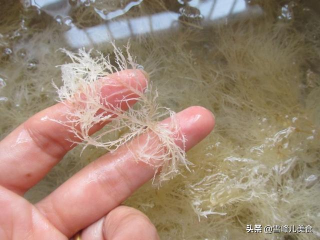海石花的功效与吃法，海石花草这样做