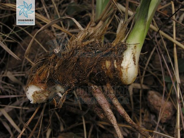 本草图经作者是谁，《本草图经》的作者（芎藭 蘼蕪 藁本）